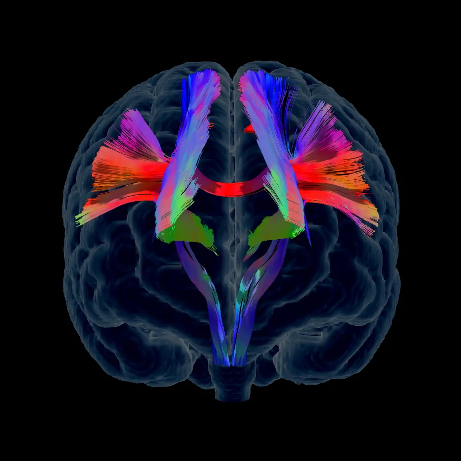 06 Sensorimotor Network